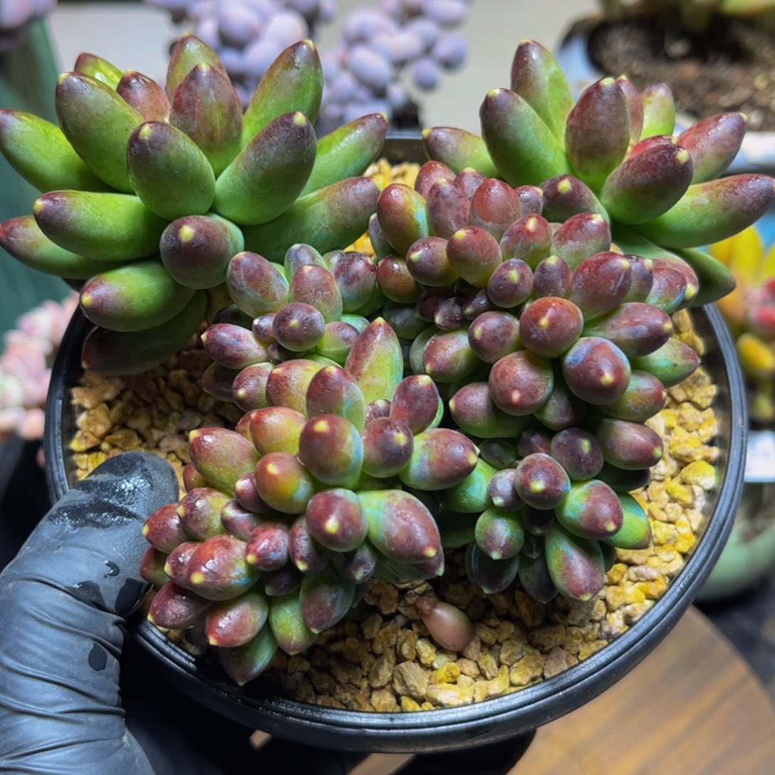 817香蕉树缀化14厘米