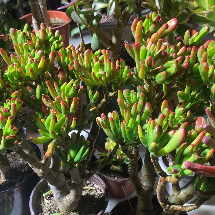 幸**生L1516纤纤玉指两颗脱土发货