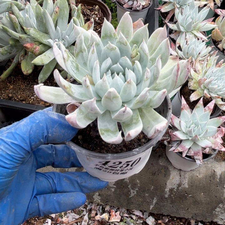 250号雪山杂多肉植物