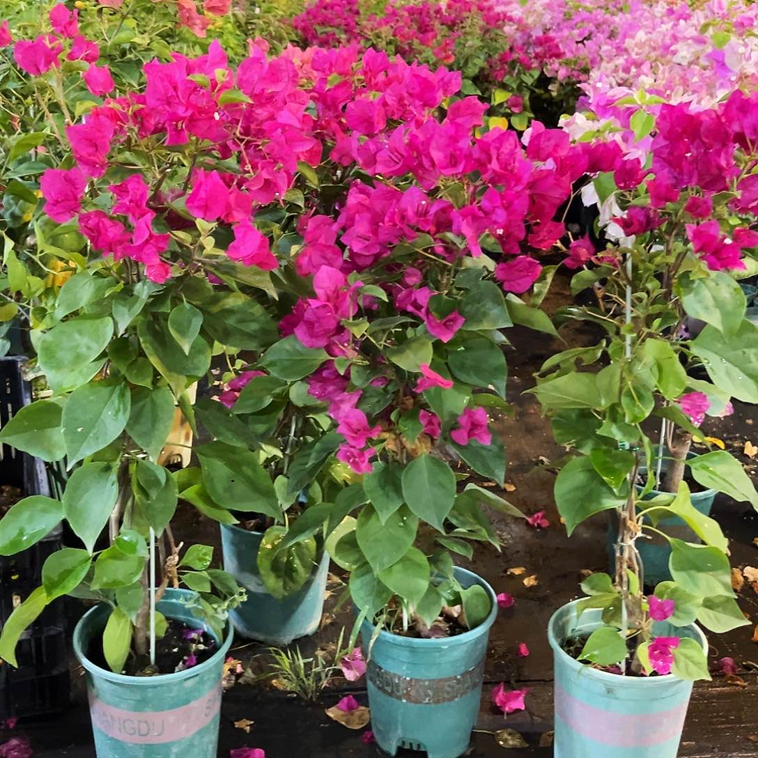 大部分花苞少量开放黑玫瑰带竹一颗