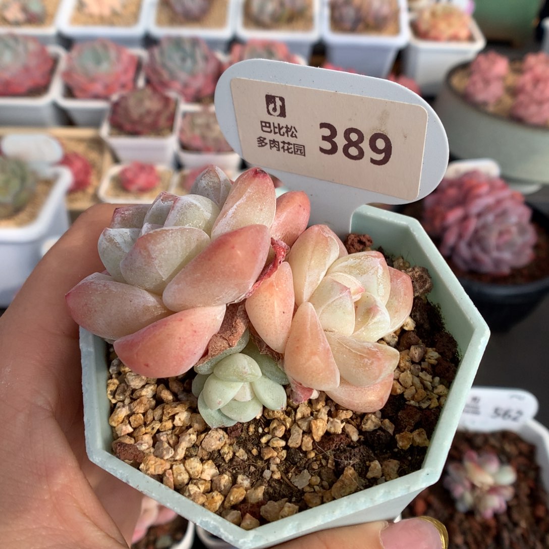 389三头异色冰玉多肉植物