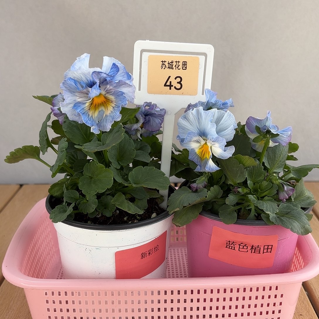 大部分开放少量花苞43