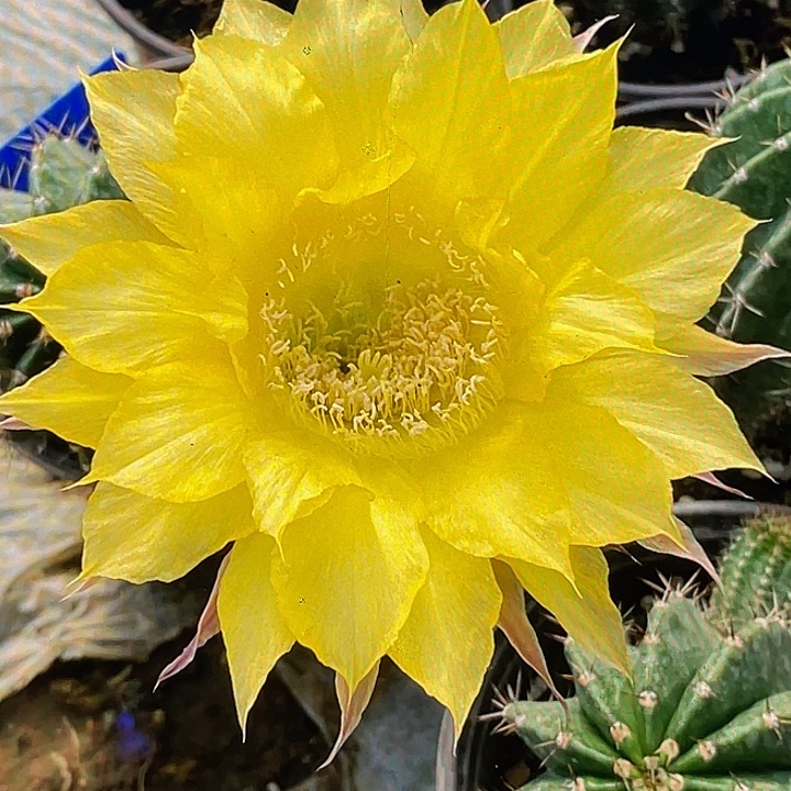 彩 柠檬派侧芽歪5公分以上