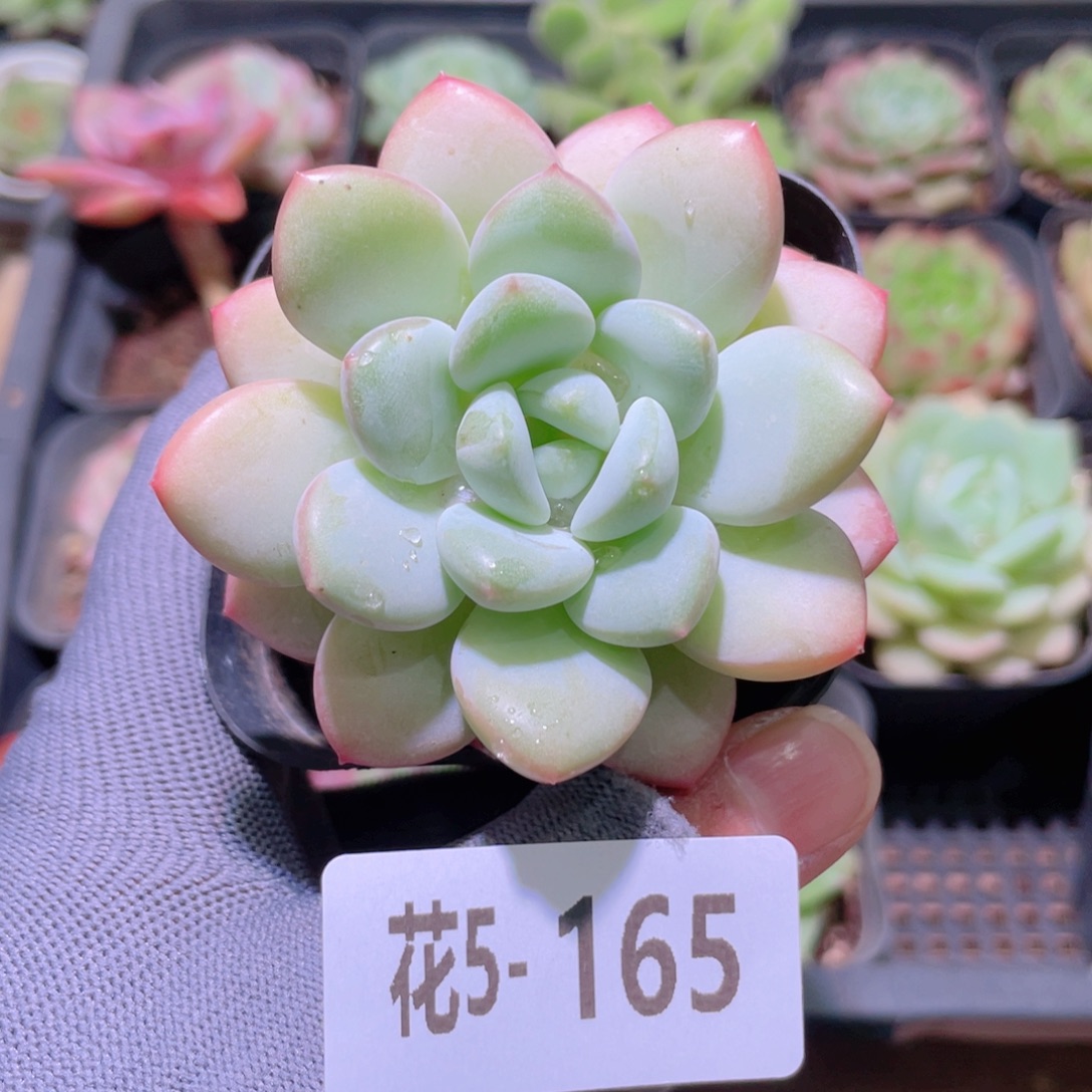 花利美 5-165玉兔