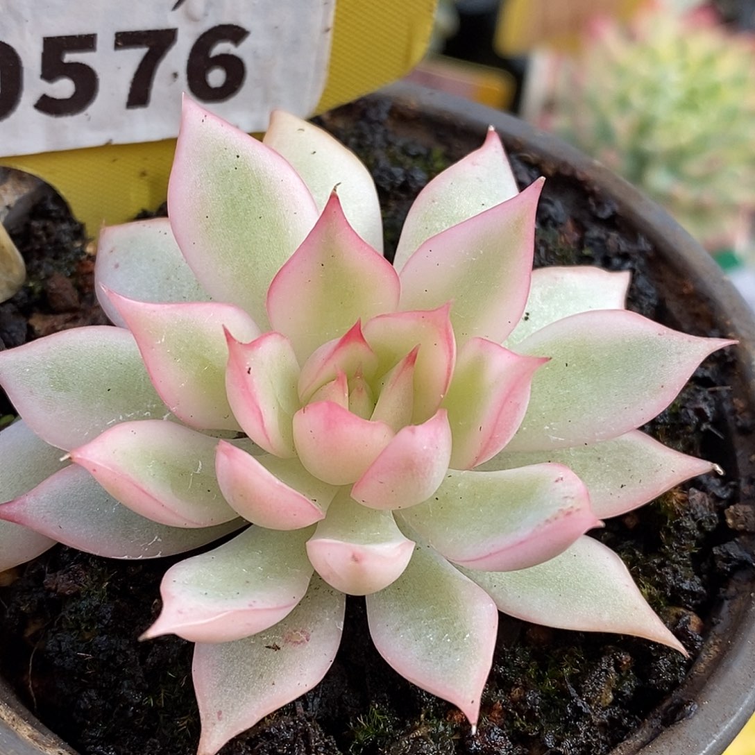 576周末福利哈哈哈