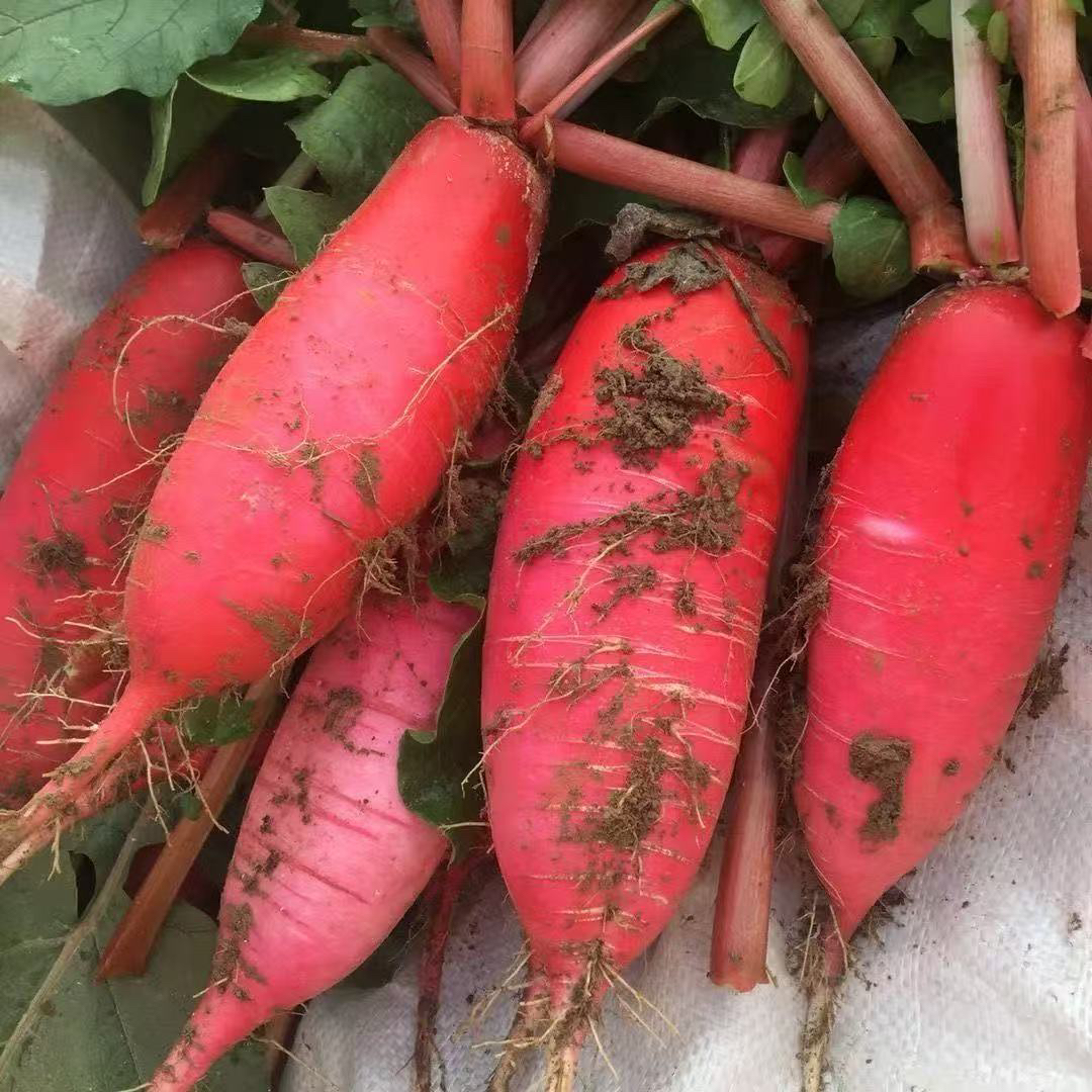 红皮萝卜      新鲜红皮白心萝卜可炒菜炖汤泡菜的优质蔬菜