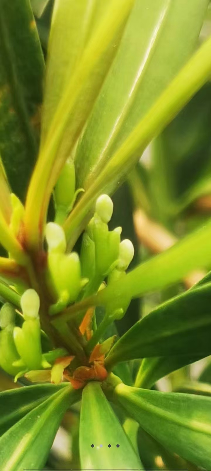 挂果老桩罗汉松盆景