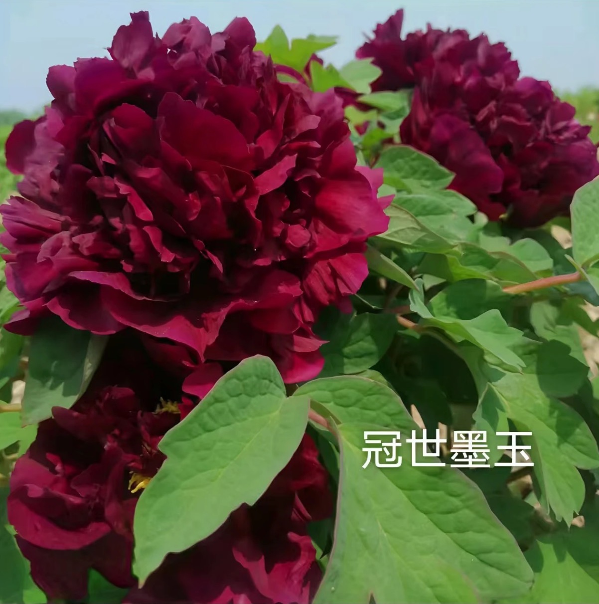 真牡丹【冠世墨玉】黑色系牡丹 名品 精选大苗 成活高盆栽地栽好养
