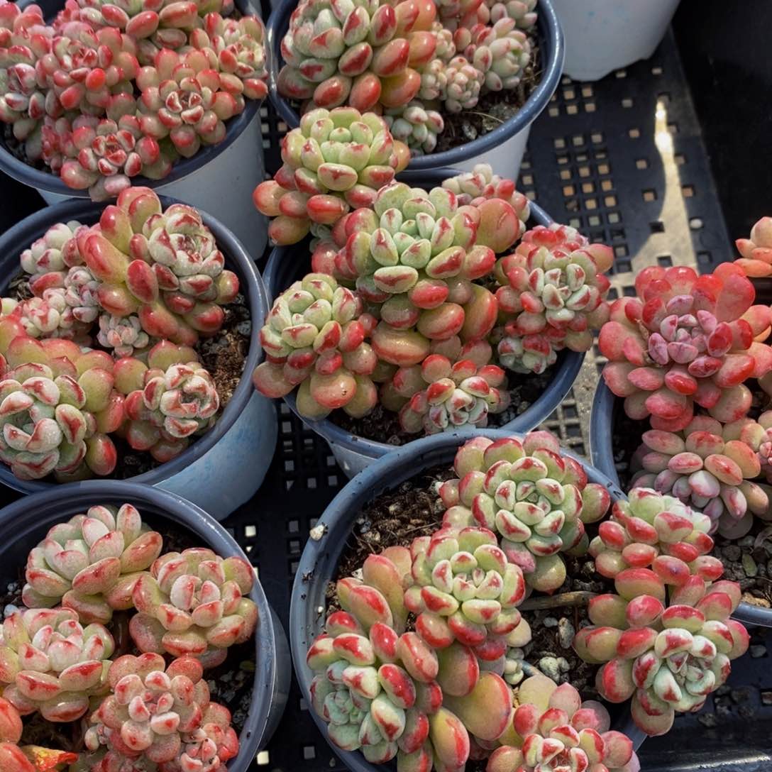 M17-母本老桩萌豆多头群一个