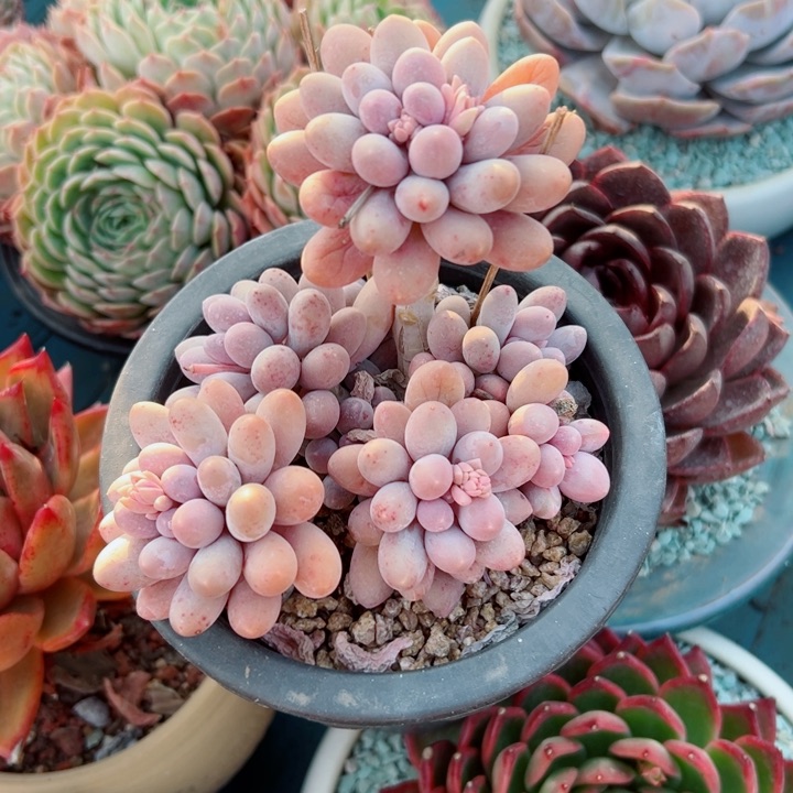 精品多肉植物老桩