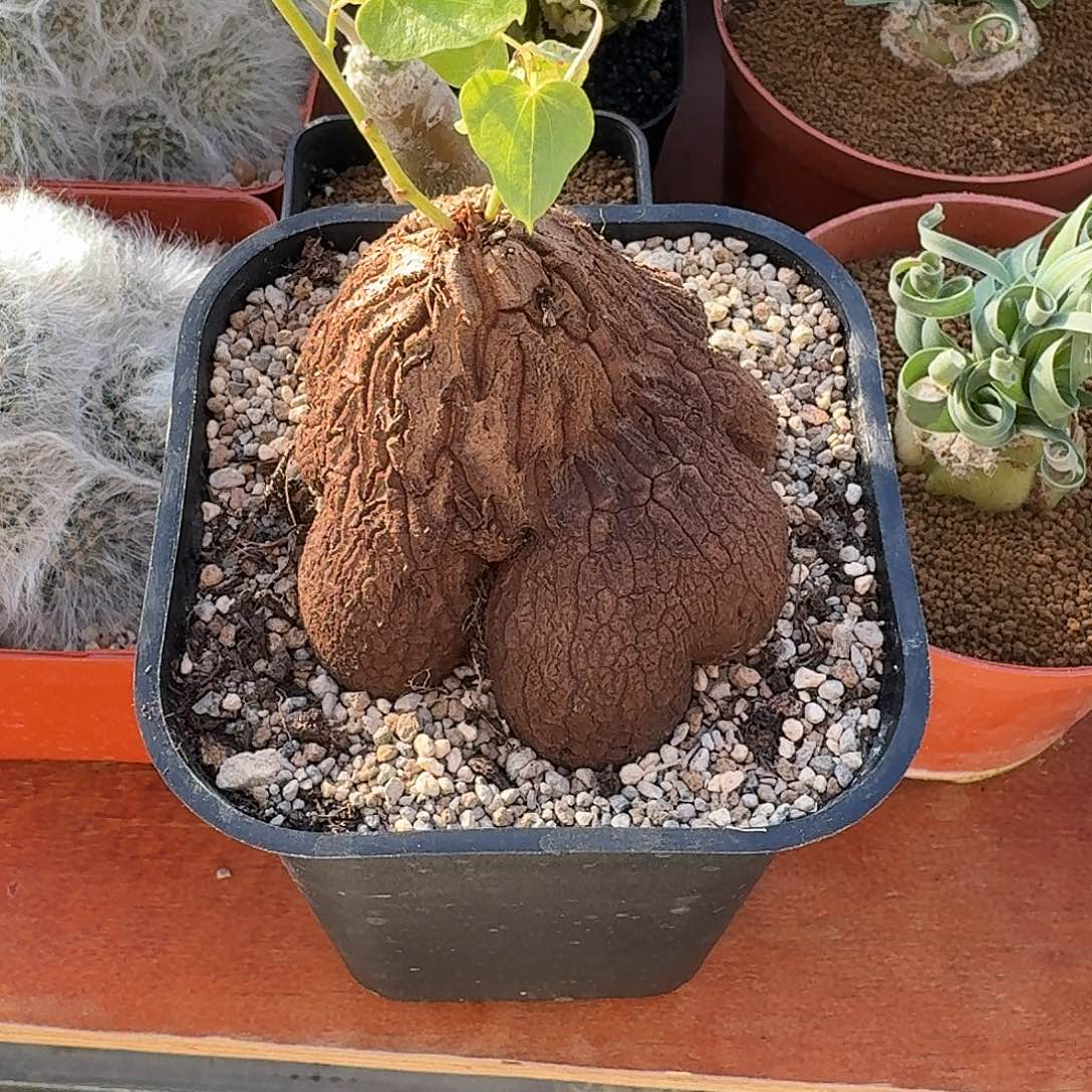 杰***德多腿象足龟甲1234