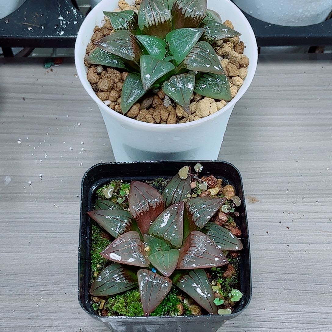 红纹寿玉露一勿一拍