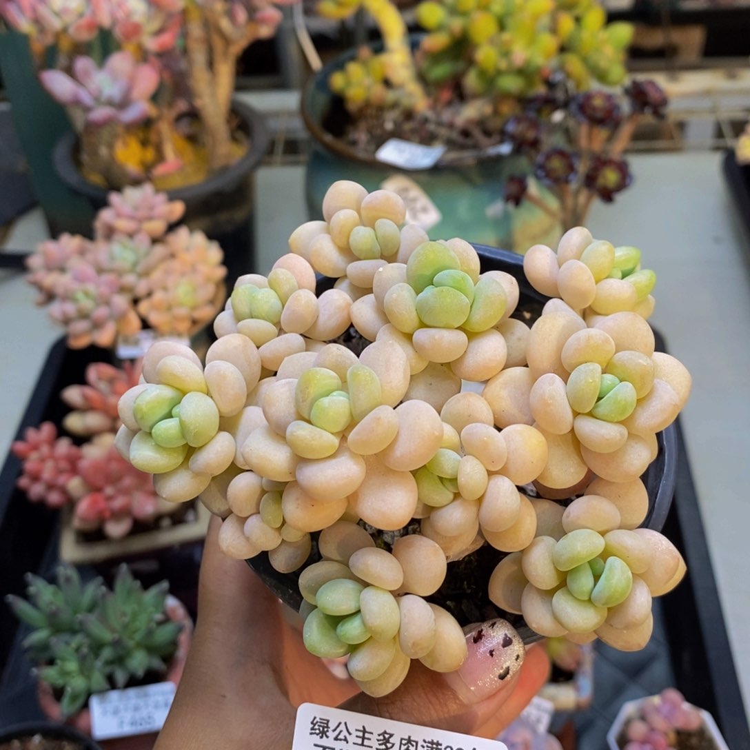 508白奶糖多肉9c m