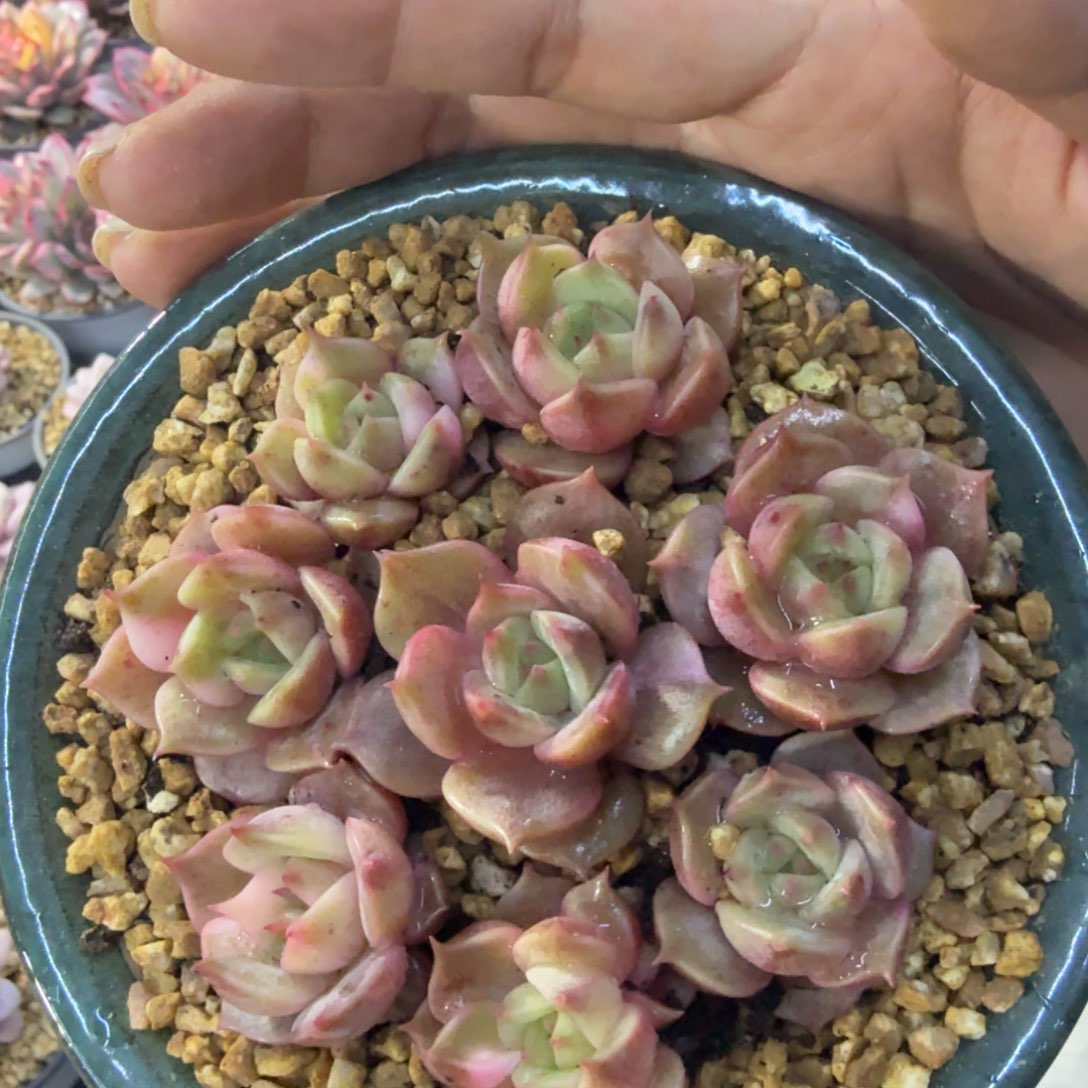 贝加尔湖8个一组，多肉锦