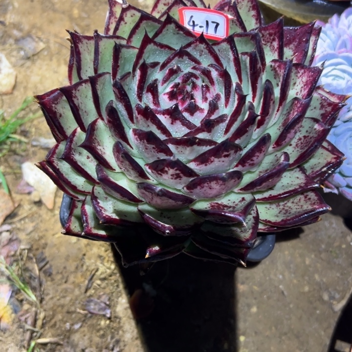 精品多肉植物老桩