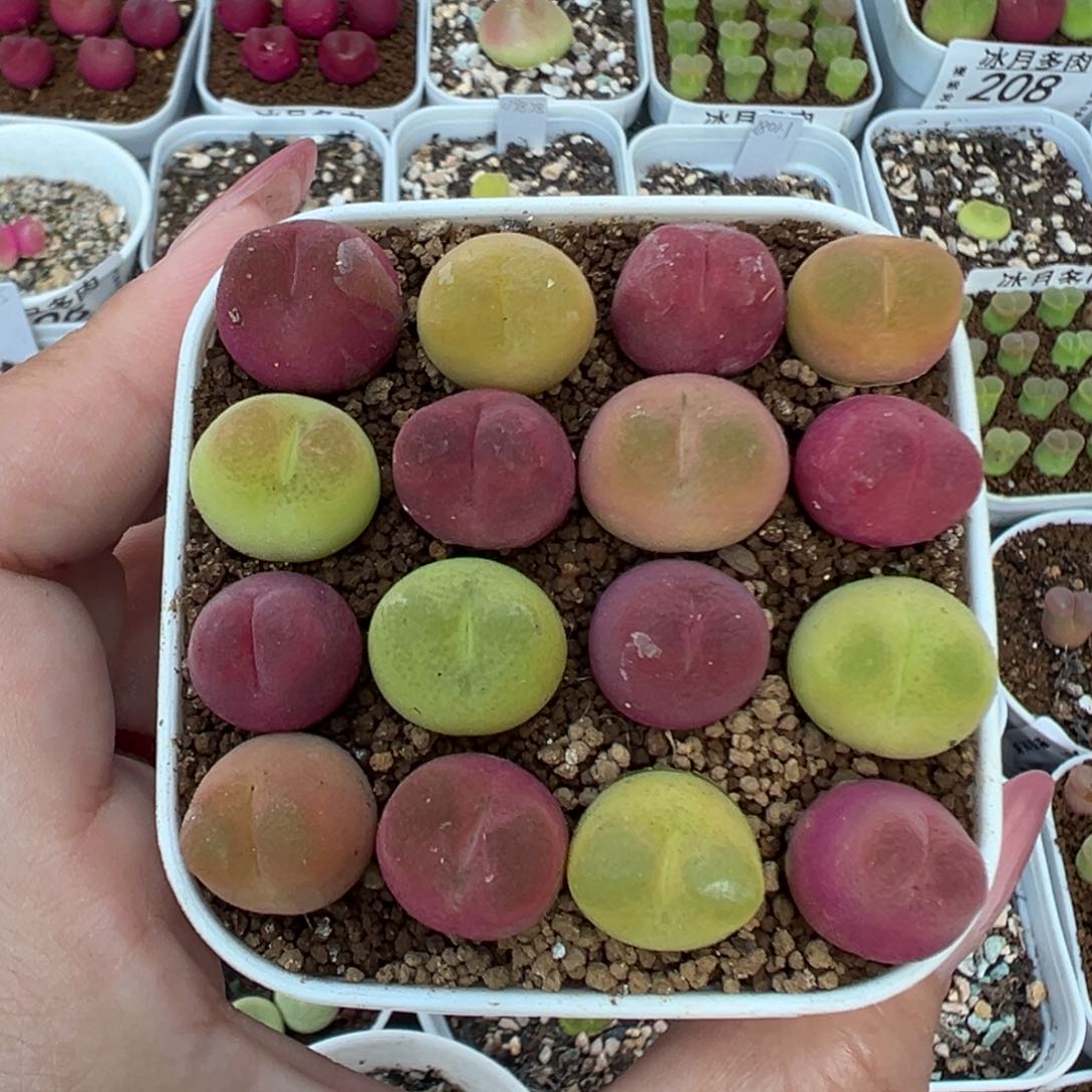 184毛汉尼裸根发货