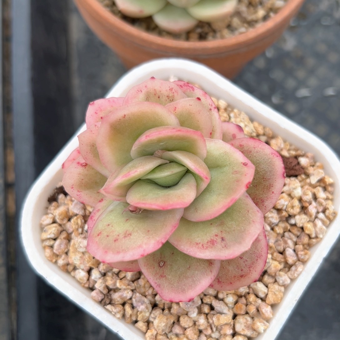 冰玫瑰（满38包邮）多肉