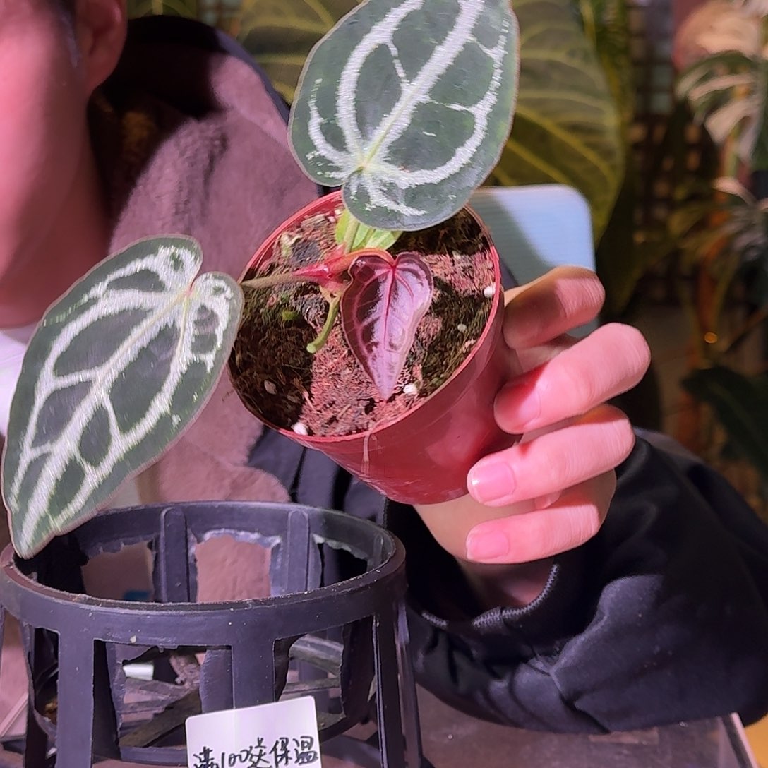 不开花植物G827荔枝皮米歇尔