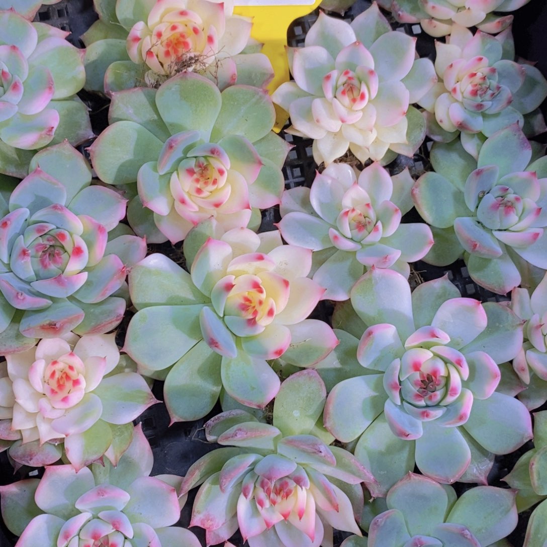 1106-01-捡漏福利吉娃娃锦单头一个