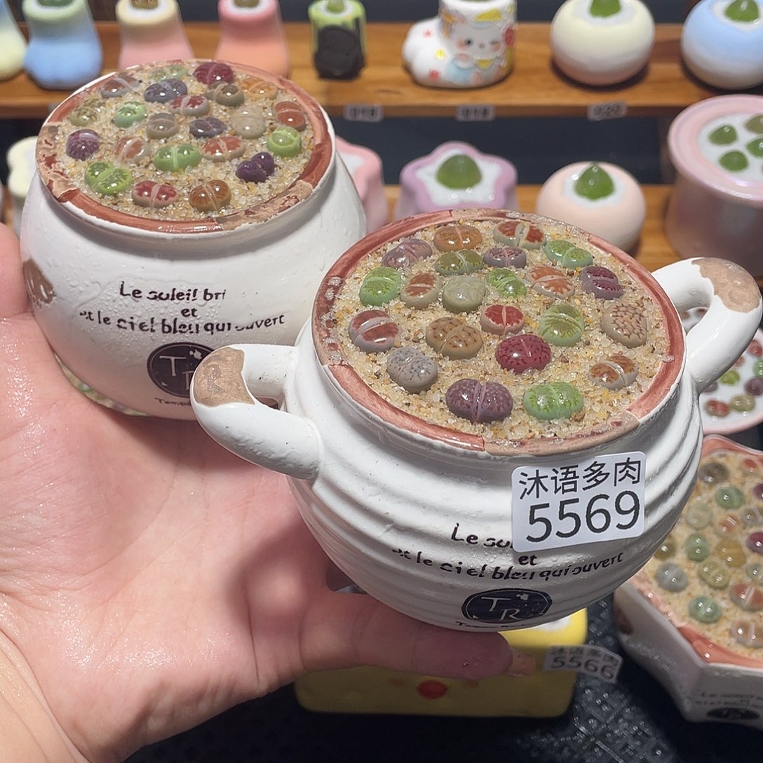 带盆土植物 一物一拍5569