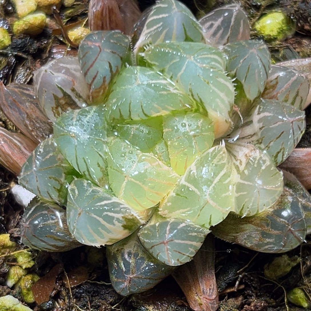 恭喜发财大吉大利0245