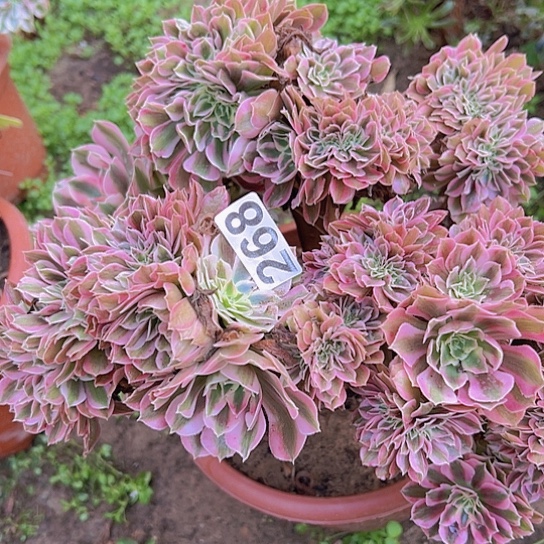 云***十多肉植物一个女巫