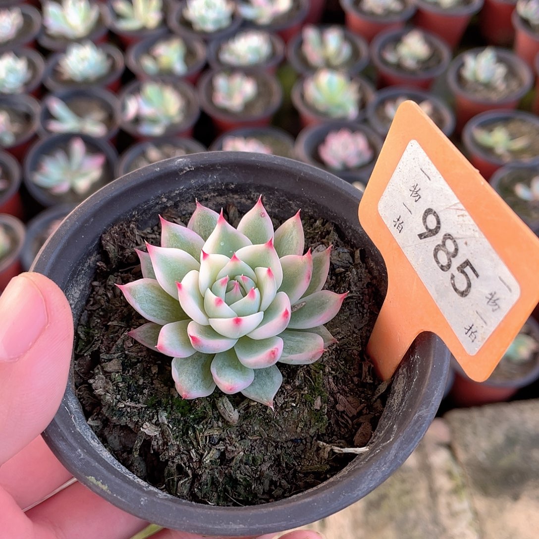 *****985号多肉植物盆栽