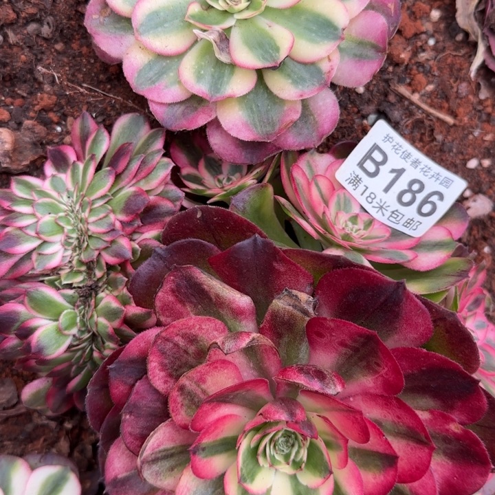 多肉法师淘宝福利