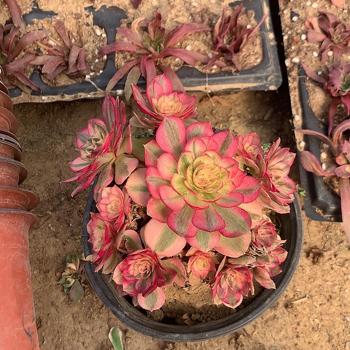 多肉植物倾城老桩16