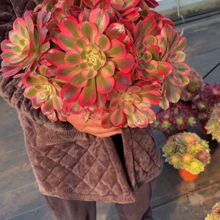 瑞妈，。。。。。？234布，，