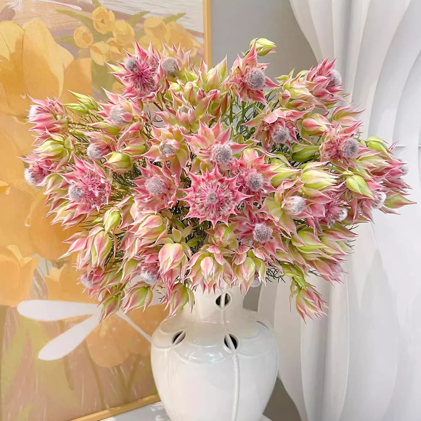 【南非新娘花】鲜花新年宵花室内水培客厅插花多头花期长可干花