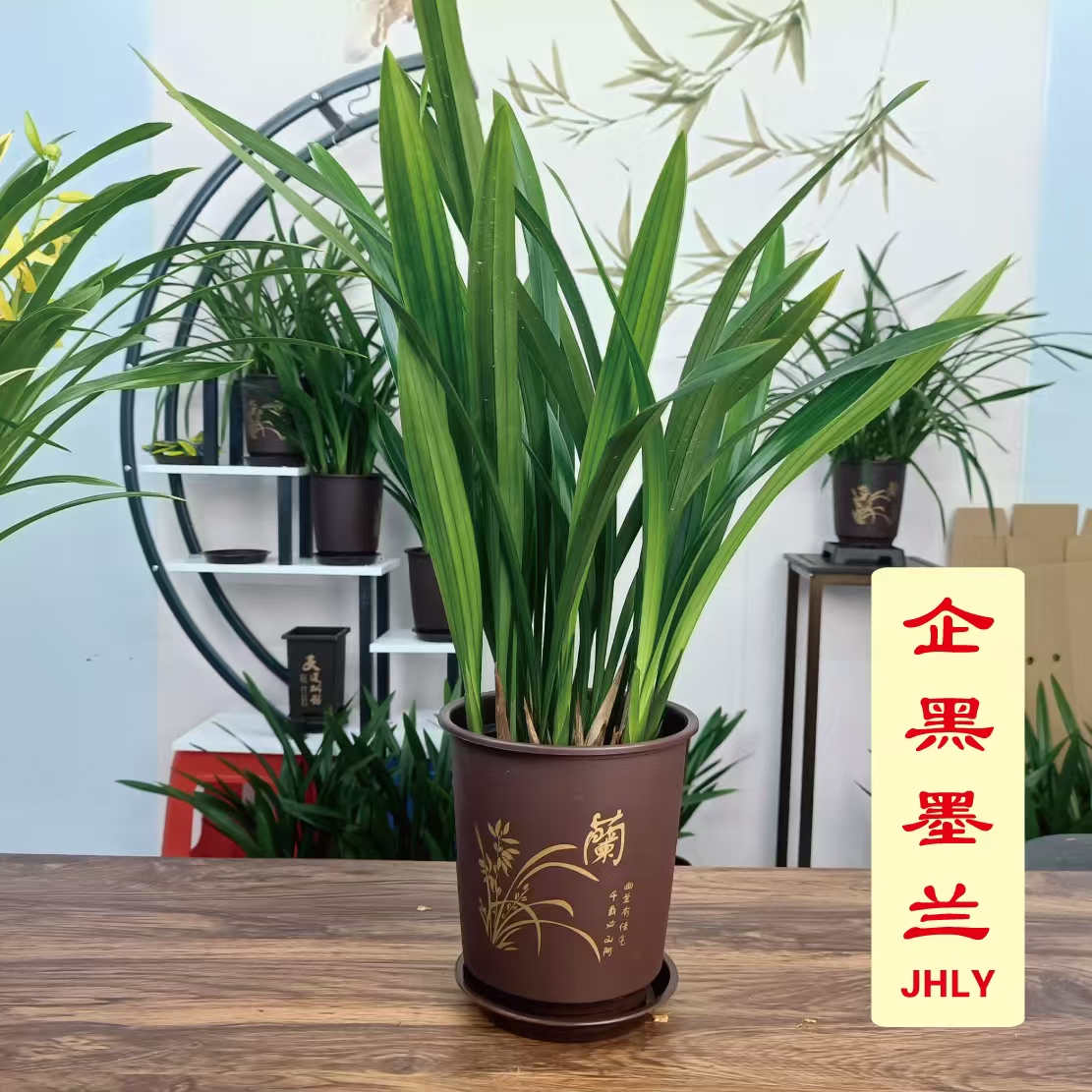 墨兰-企黑8苗不连体国风盆栽好【墨兰经典】叶片油绿高大挺拔皮实