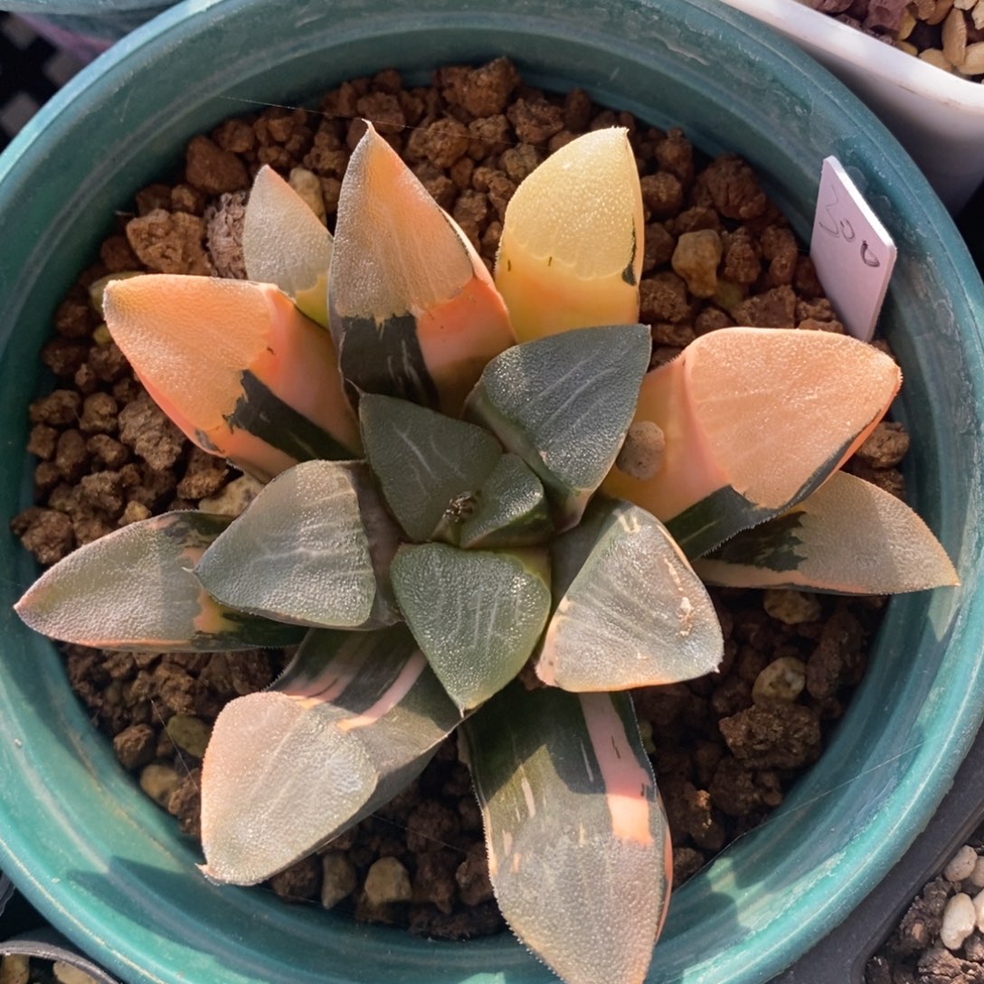 一颗实生大克锦。  