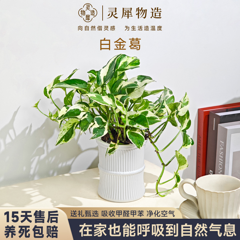 白金葛绿植盆栽室内绿萝净化空气吸甲醛四季常绿美观好养绿植