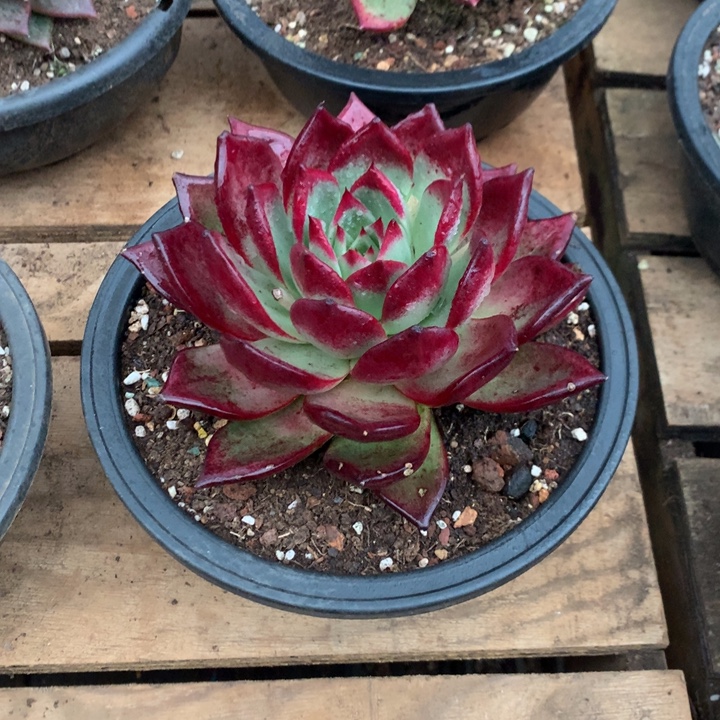 a***ᐝ每周特价活动开始啦