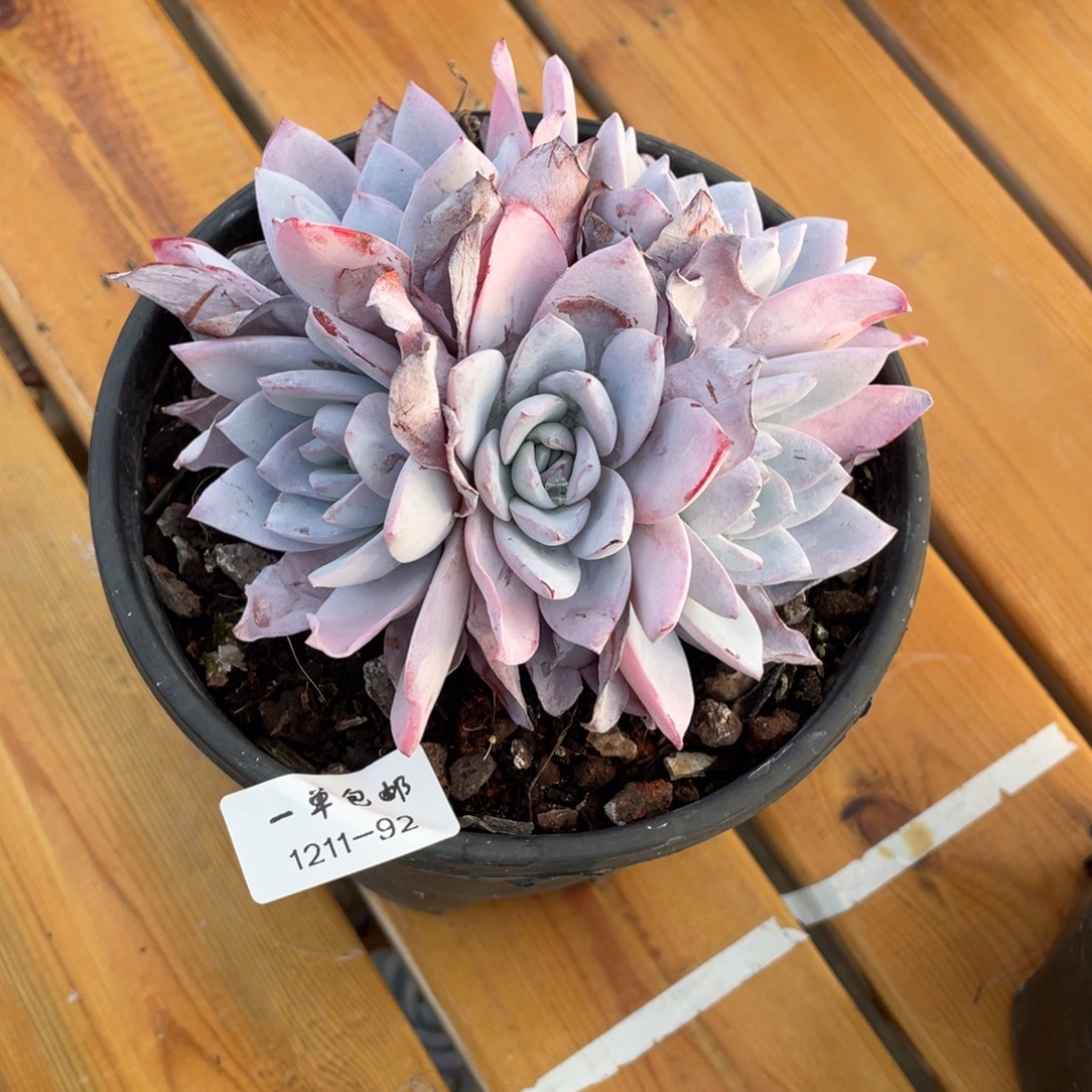 你****1121-92-白莲。。。。。。。。。