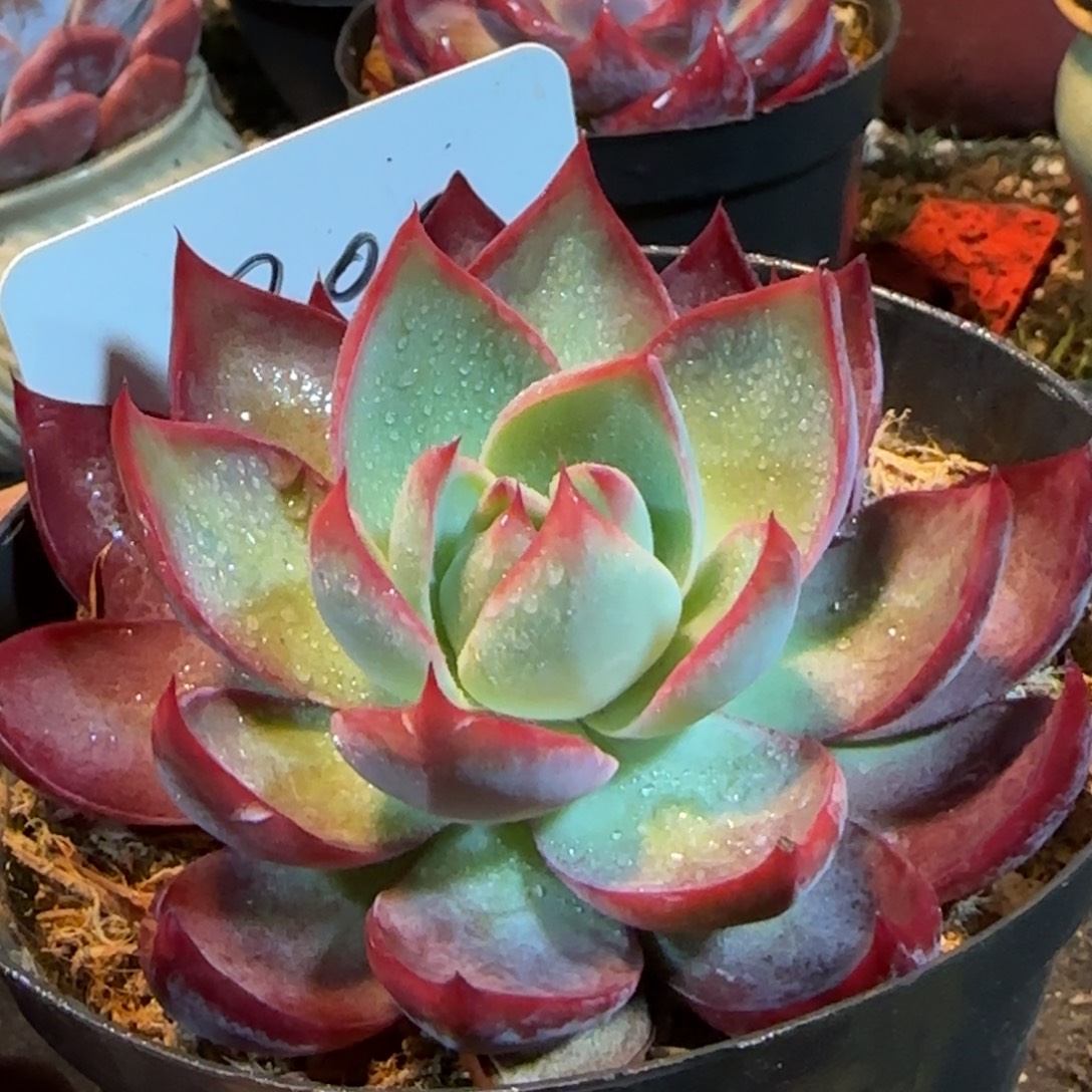 惊鸿一物一拍包装收缩花旱300