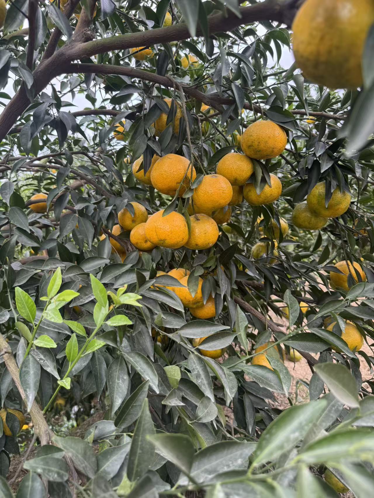 【预售原枝大红】2025年三江深吕原枝大红皮（皮友日常口粮选择）