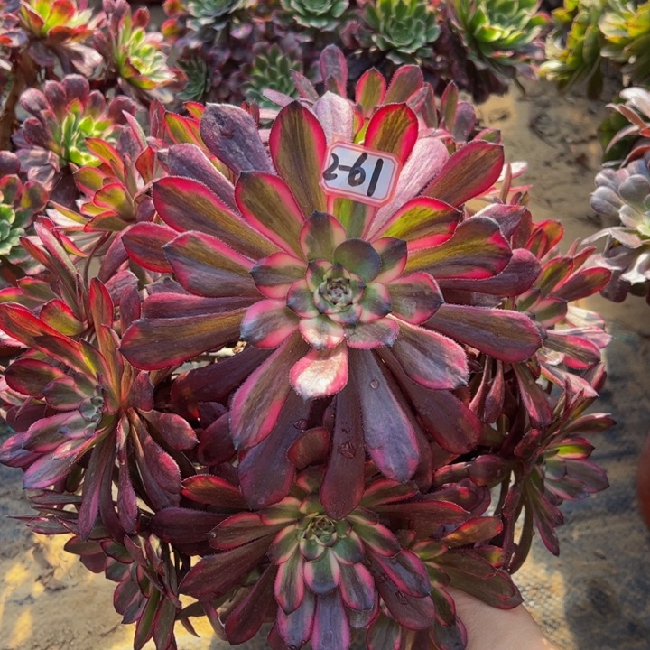 红金刚多肉植物2-61