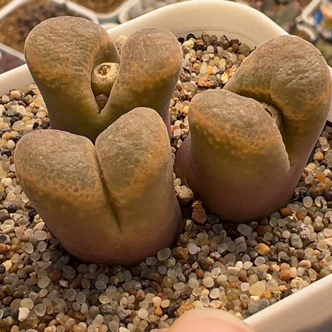 175多肉植物种类多样