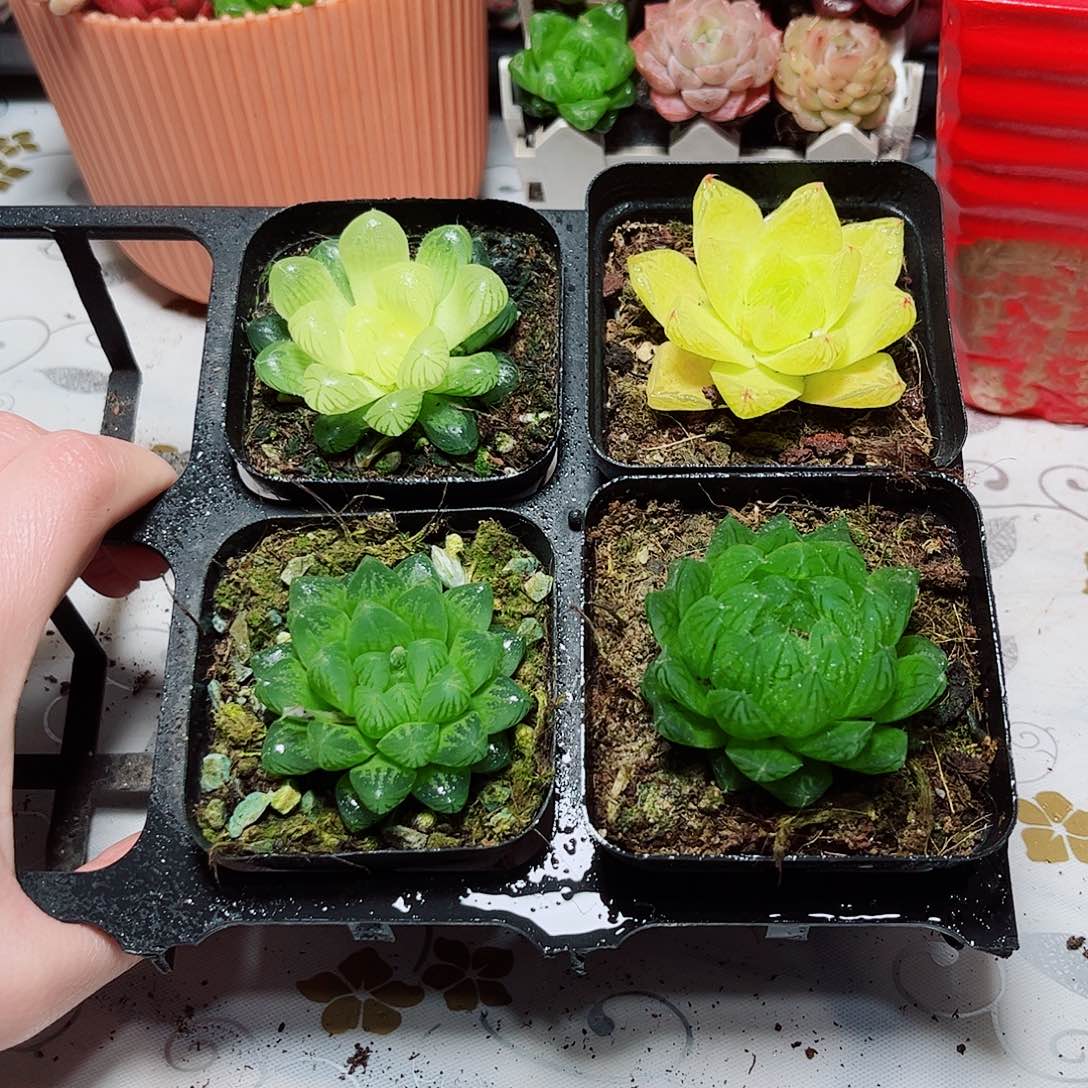 玉露套餐组合4盆