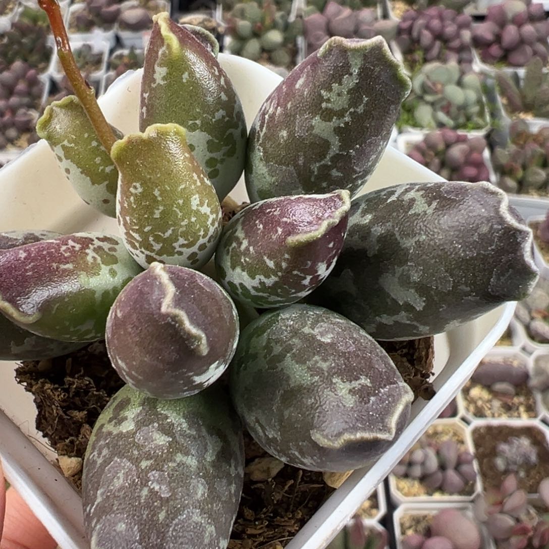 三代紫海豹亮紫色多肉植物水泡