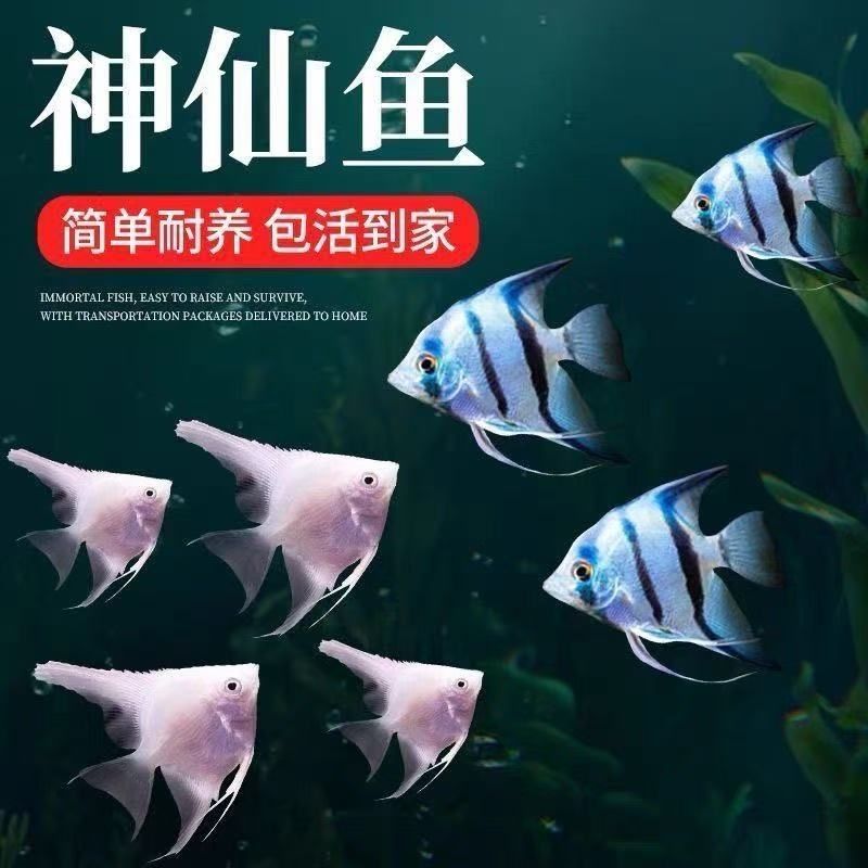 特价神仙鱼秘鲁金鼎蓝魔观赏鱼好养耐活淡水混养热带小型鱼