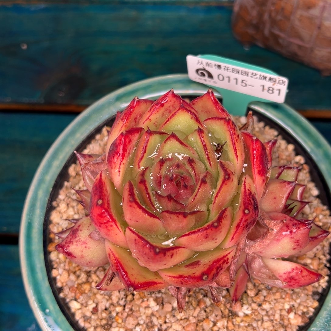 从前慢多肉精选编号0115.181