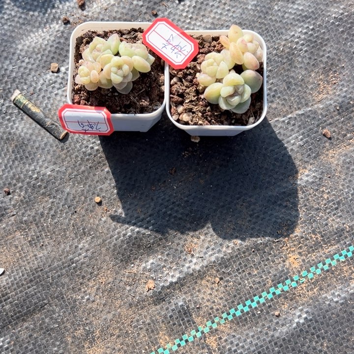 神奇一物一拍专拍的