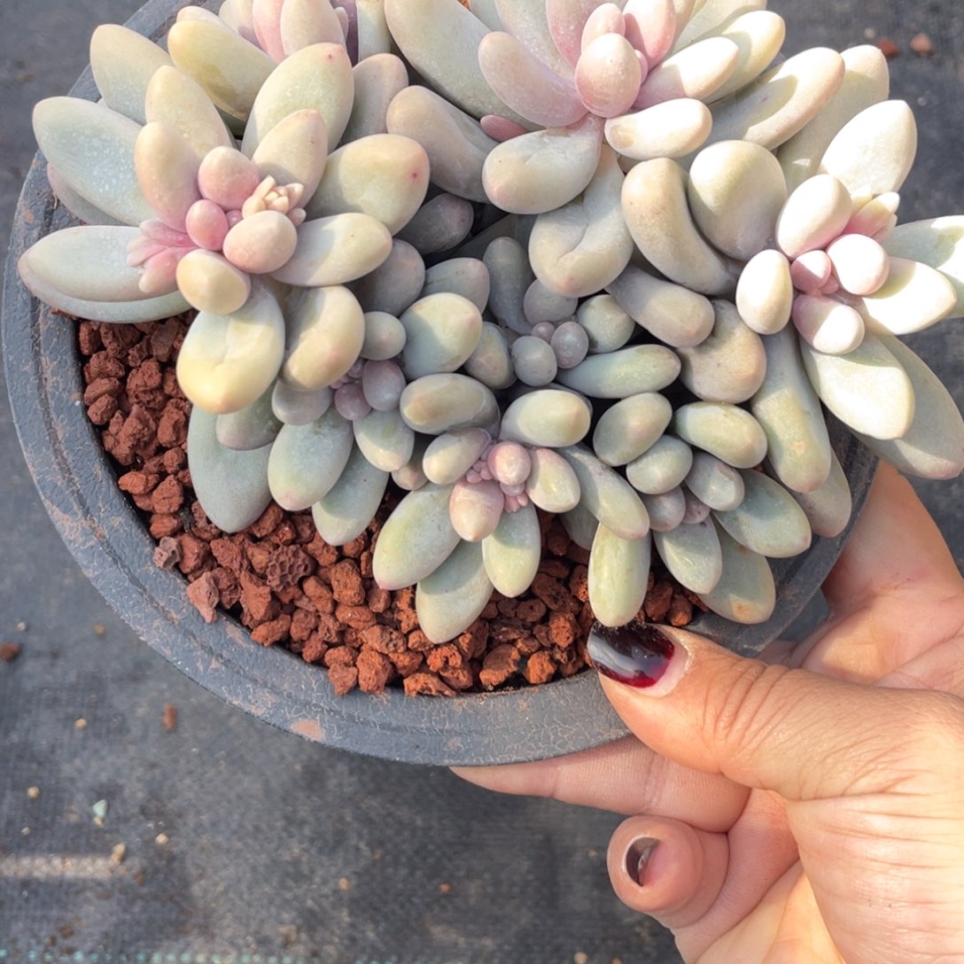 提*汤圆群生一个无砍38