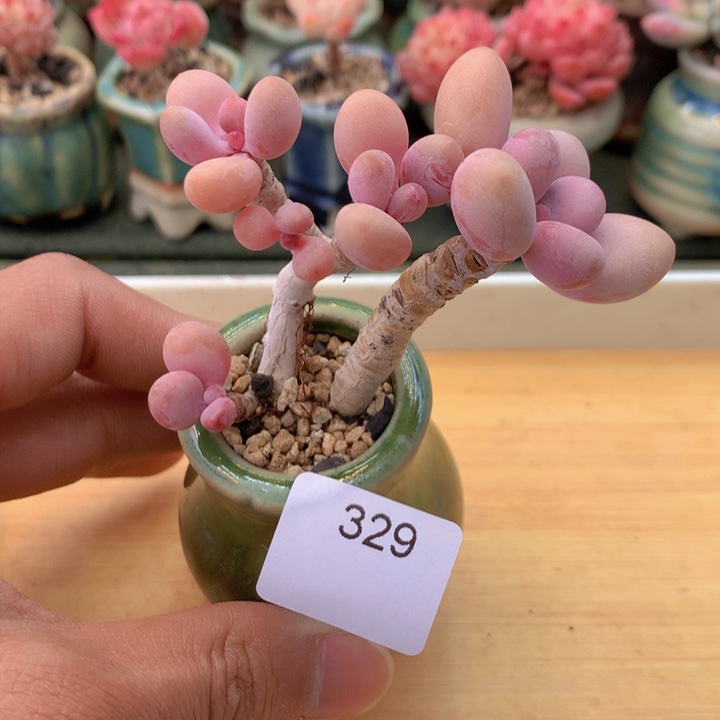 一物一拍满38包邮 329