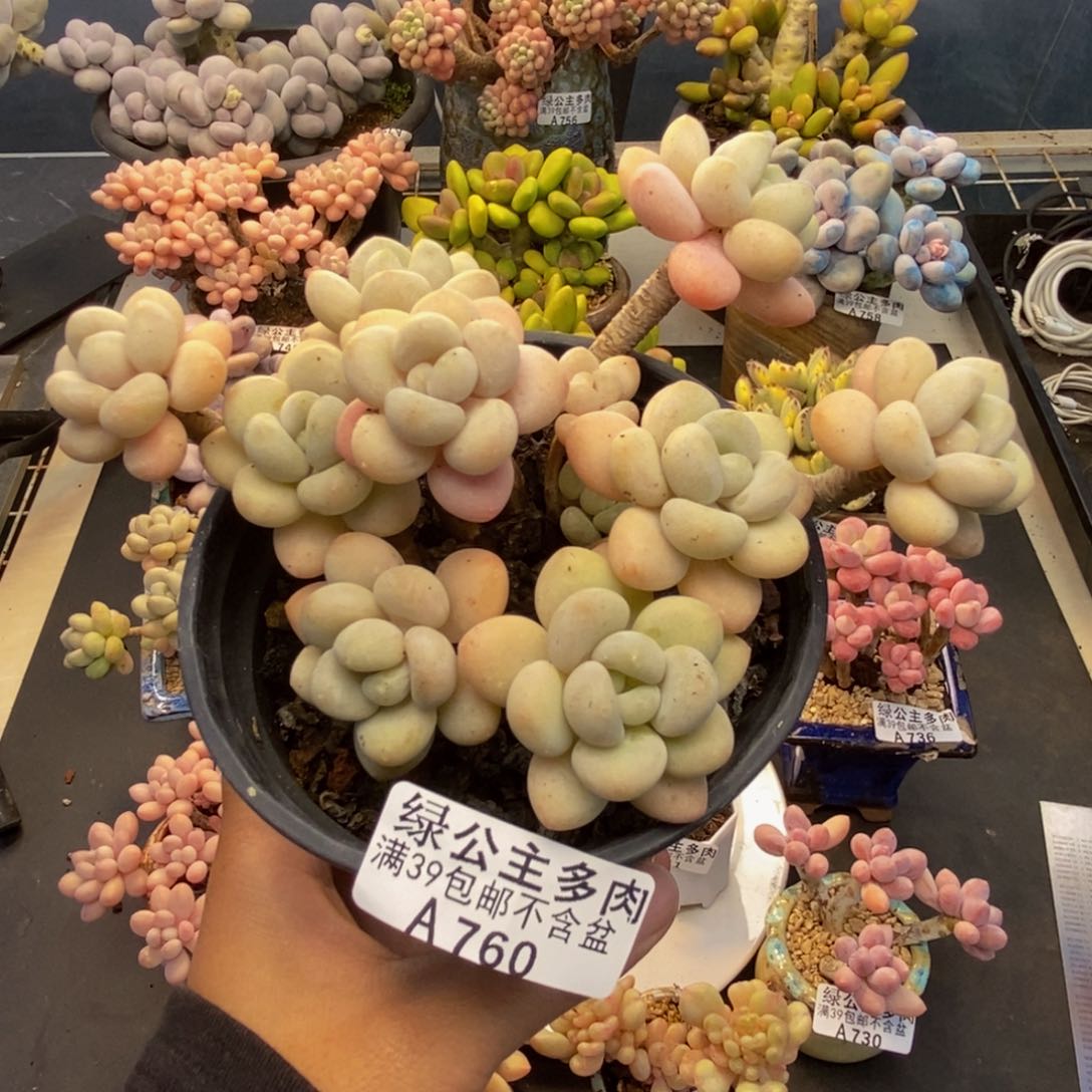 760白奶糖多肉9c m