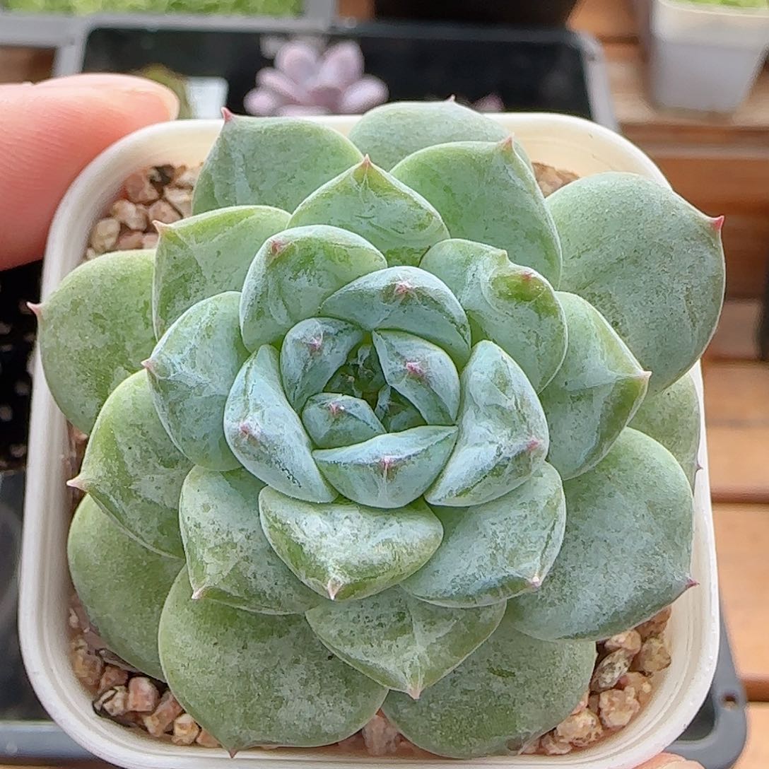 多肉0810-168糖心糖心