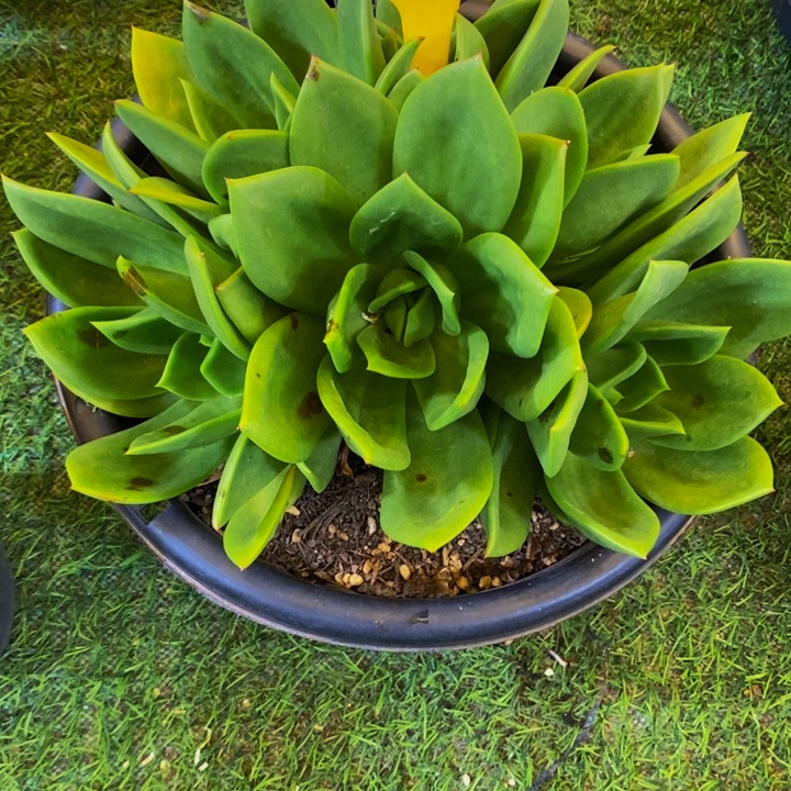 俗***世翠花289。           